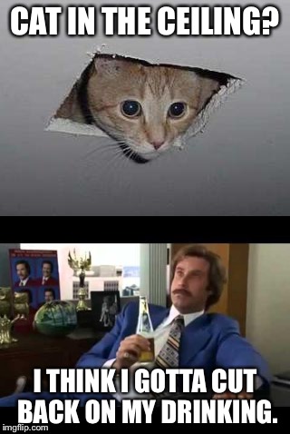 Here kitty kitty. | CAT IN THE CEILING? I THINK I GOTTA CUT BACK ON MY DRINKING. | image tagged in ceiling cat,well that escalated quickly,memes | made w/ Imgflip meme maker