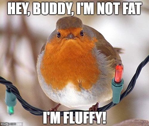 Harold 'Fat Boy' Birdbrain had a whole new attitude after watching Gabriel Iglesias  | HEY, BUDDY, I'M NOT FAT; I'M FLUFFY! | image tagged in memes,fat boy,birds,fluffy,attitude,bah humbug | made w/ Imgflip meme maker