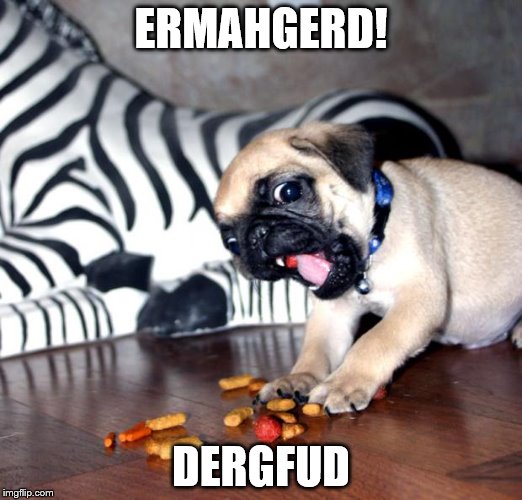 Pug Ermahgerd | ERMAHGERD! DERGFUD | image tagged in pug ermahgerd | made w/ Imgflip meme maker