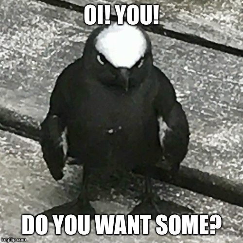 OI! YOU! DO YOU WANT SOME? | image tagged in hard bird | made w/ Imgflip meme maker