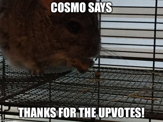 COSMO SAYS THANKS FOR THE UPVOTES! | made w/ Imgflip meme maker