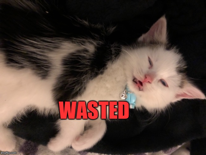 Wasted kitten | WASTED | image tagged in kitten,cat,funny cats | made w/ Imgflip meme maker