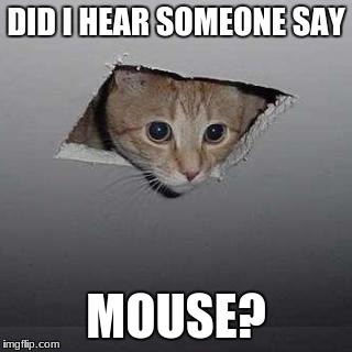 Ceiling Cat | DID I HEAR SOMEONE SAY; MOUSE? | image tagged in memes,ceiling cat | made w/ Imgflip meme maker