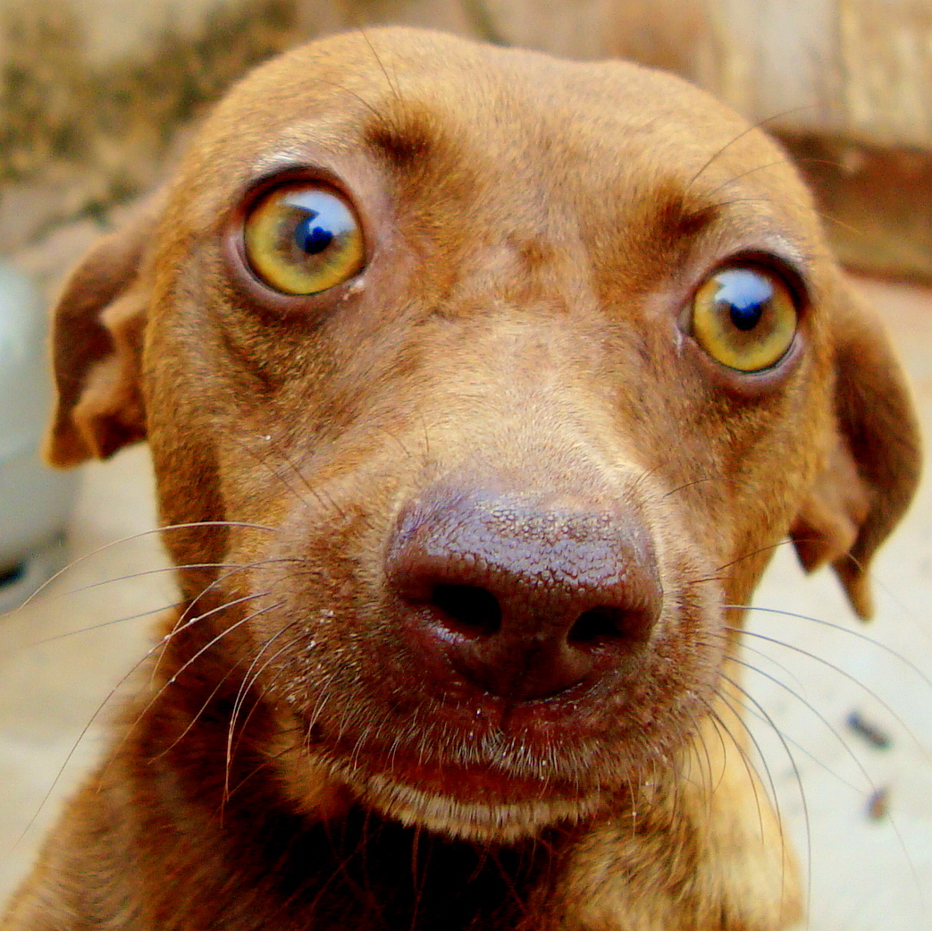 High Quality Wide eyed dog Blank Meme Template