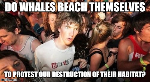 Why do whales beach themselves? | DO WHALES BEACH THEMSELVES; TO PROTEST OUR DESTRUCTION OF THEIR HABITAT? | image tagged in memes,sudden clarity clarence,whales,beach | made w/ Imgflip meme maker