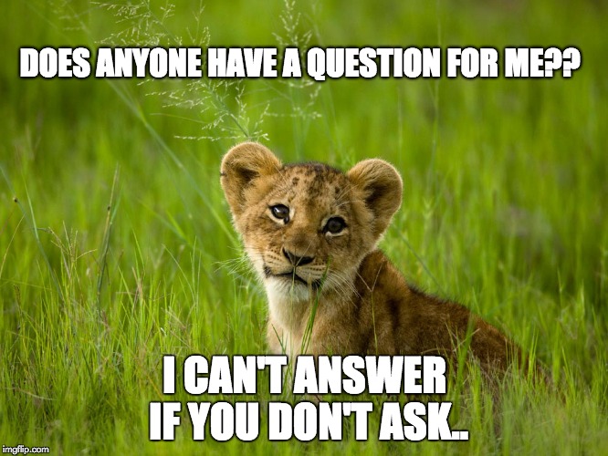DOES ANYONE HAVE A QUESTION FOR ME?? I CAN'T ANSWER IF YOU DON'T ASK.. | image tagged in lion,question | made w/ Imgflip meme maker