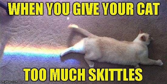 Real-life Nyan Cat!!! | WHEN YOU GIVE YOUR CAT; TOO MUCH SKITTLES | image tagged in memes,skittles,nyan cat,powermetalhead,funny,cats | made w/ Imgflip meme maker