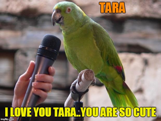 parrot | TARA; I LOVE YOU TARA..YOU ARE SO CUTE | image tagged in parrot | made w/ Imgflip meme maker