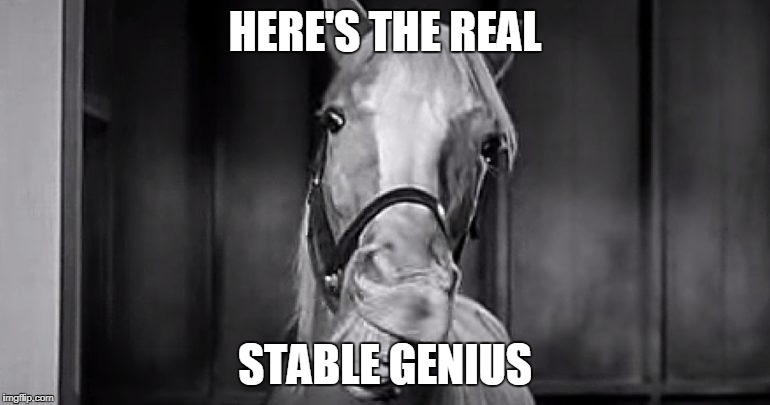  HERE'S THE REAL; STABLE GENIUS | image tagged in trump,humor | made w/ Imgflip meme maker