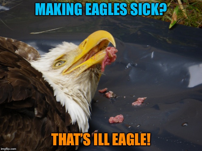 That’s ill eagle! | MAKING EAGLES SICK? THAT’S ILL EAGLE! | image tagged in illegal,eagle,sick,ill,memes | made w/ Imgflip meme maker