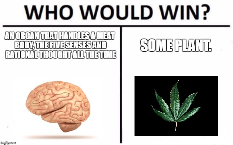 Who Would Win? Meme | AN ORGAN THAT HANDLES A MEAT BODY, THE FIVE SENSES AND RATIONAL THOUGHT ALL THE TIME; SOME PLANT. | image tagged in memes,who would win,weed,brain | made w/ Imgflip meme maker