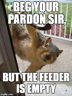 squirrel | BEG YOUR PARDON SIR, BUT THE FEEDER IS EMPTY | image tagged in squirrel | made w/ Imgflip meme maker