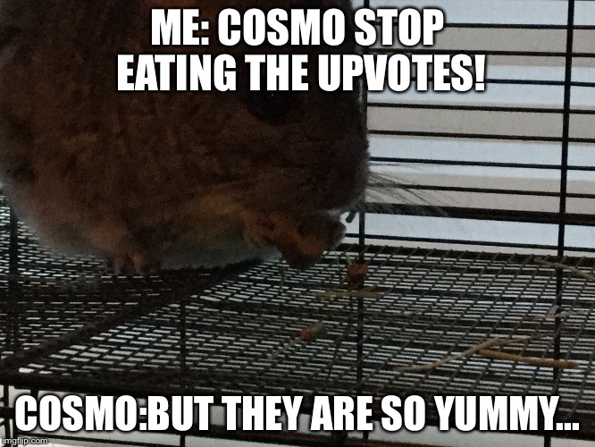 ME: COSMO STOP EATING THE UPVOTES! COSMO:BUT THEY ARE SO YUMMY... | made w/ Imgflip meme maker