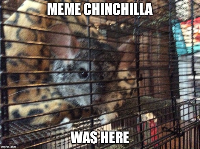 MEME CHINCHILLA WAS HERE | made w/ Imgflip meme maker