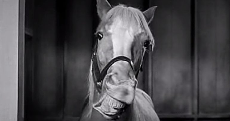 High Quality Mr. Ed Blank Meme Template