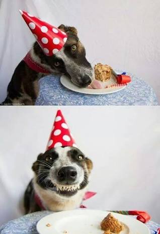 High Quality Cake dog  Blank Meme Template