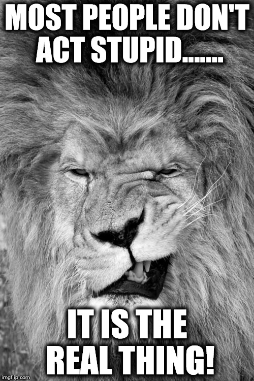 MOST PEOPLE DON'T ACT STUPID....... IT IS THE REAL THING! | image tagged in lion | made w/ Imgflip meme maker