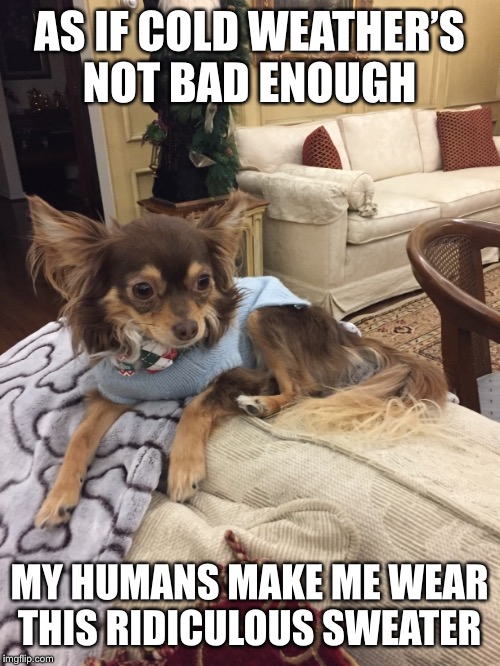 Cold Weather Blues  | AS IF COLD WEATHER’S NOT BAD ENOUGH; MY HUMANS MAKE ME WEAR THIS RIDICULOUS SWEATER | image tagged in funny chihuahua | made w/ Imgflip meme maker