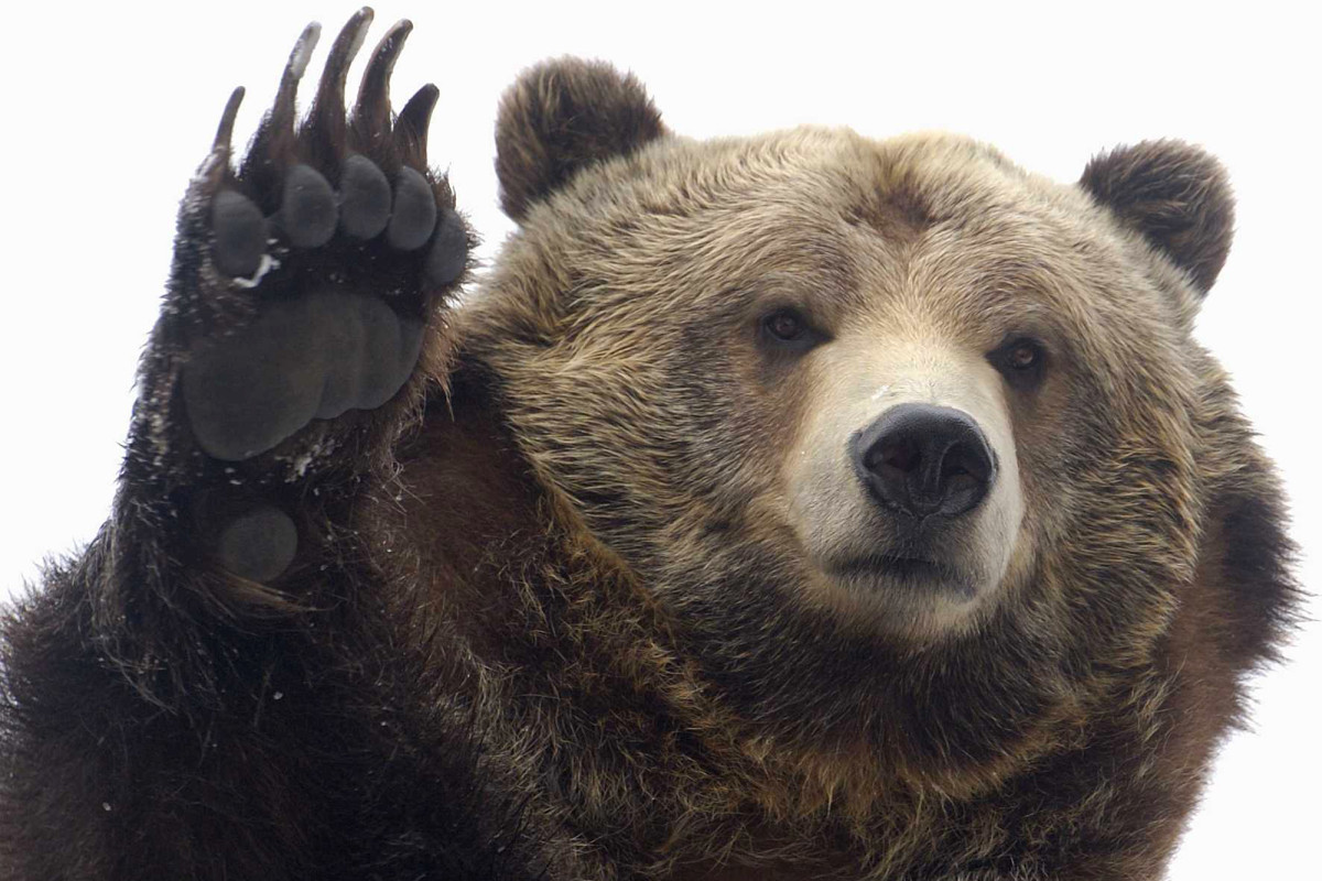 bear raise hand Blank Meme Template