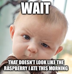 Skeptical Baby Meme | WAIT THAT DOESN’T LOOK LIKE THE RASPBERRY I ATE THIS MORNING | image tagged in memes,skeptical baby | made w/ Imgflip meme maker