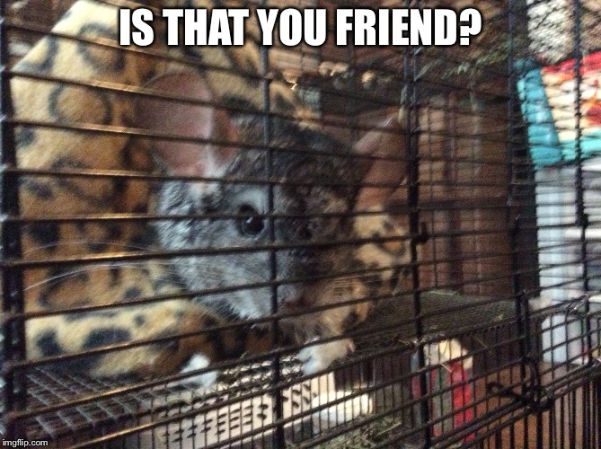 IS THAT YOU FRIEND? | made w/ Imgflip meme maker