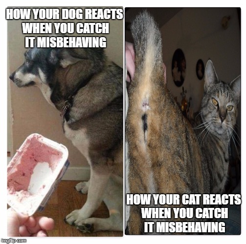  HOW YOUR DOG REACTS WHEN YOU CATCH IT MISBEHAVING; HOW YOUR CAT REACTS WHEN YOU CATCH IT MISBEHAVING | image tagged in dog vs cat | made w/ Imgflip meme maker