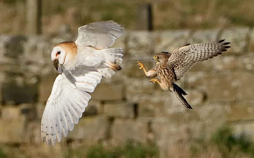 Bullshit Owl Blank Meme Template