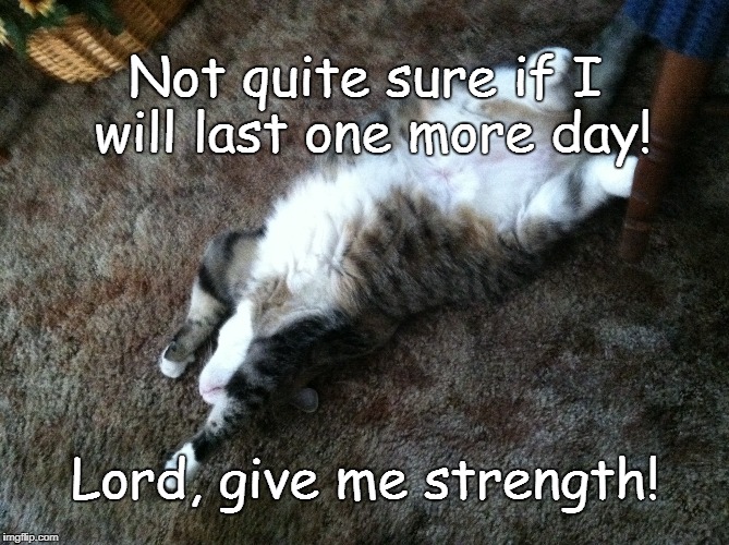 Lord, give me strength! | Not quite sure if I will last one more day! Lord, give me strength! | image tagged in woah kitty | made w/ Imgflip meme maker