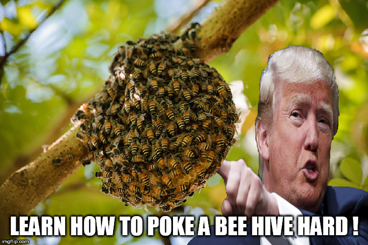 Donald Trump poking a beehive hard | LEARN HOW TO POKE A BEE HIVE HARD ! | image tagged in bee hive,poking a bee hive,donald trump poking a bee hive hard,angry bees | made w/ Imgflip meme maker