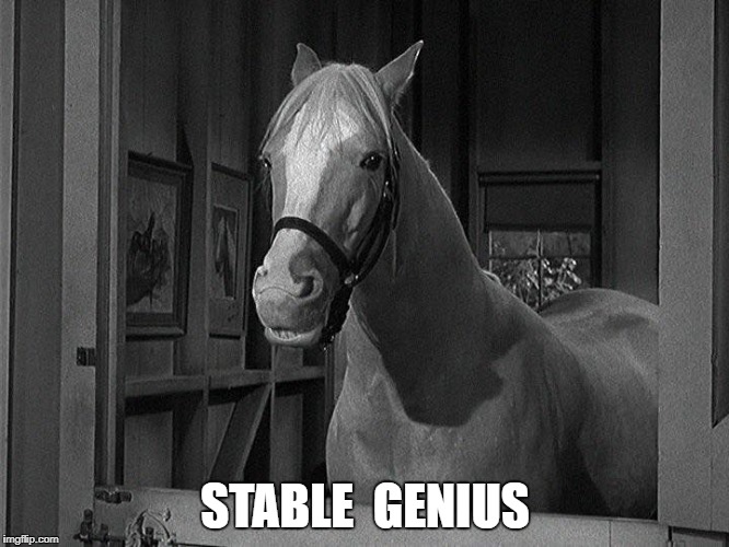 stable genius | STABLE  GENIUS | image tagged in genius,donald trump | made w/ Imgflip meme maker