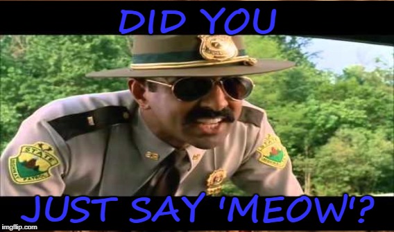 DID YOU JUST SAY 'MEOW'? | made w/ Imgflip meme maker
