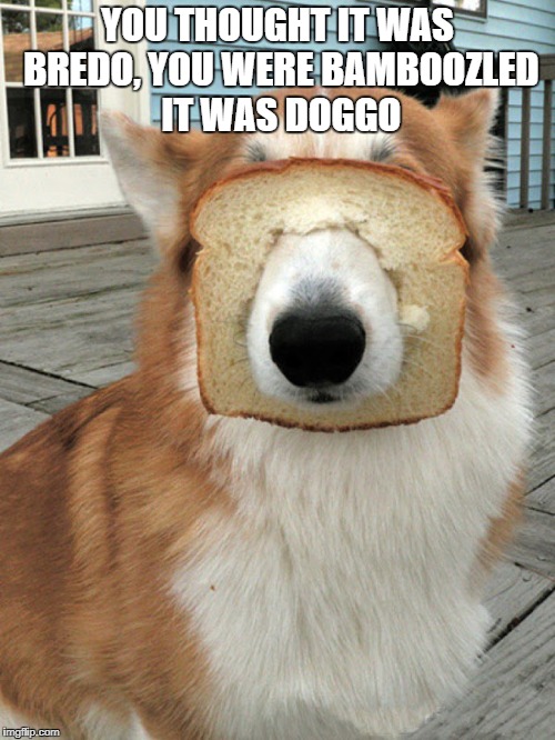 breakfast doggo | YOU THOUGHT IT WAS BREDO, YOU WERE BAMBOOZLED IT WAS DOGGO | image tagged in breakfast doggo | made w/ Imgflip meme maker
