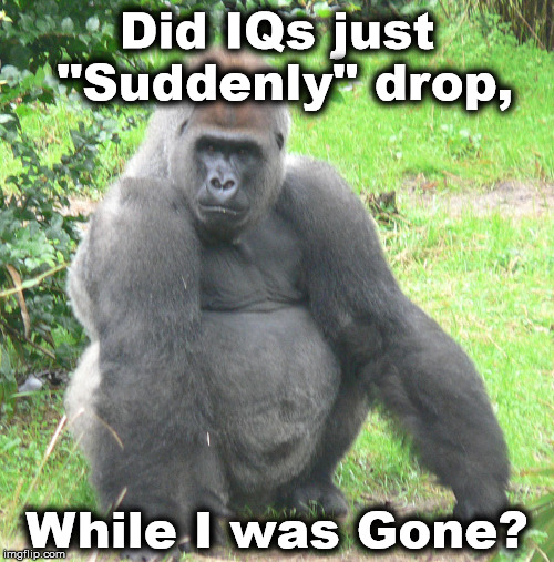 Did IQs just "Suddenly" drop, While I was Gone? | image tagged in ape2 | made w/ Imgflip meme maker