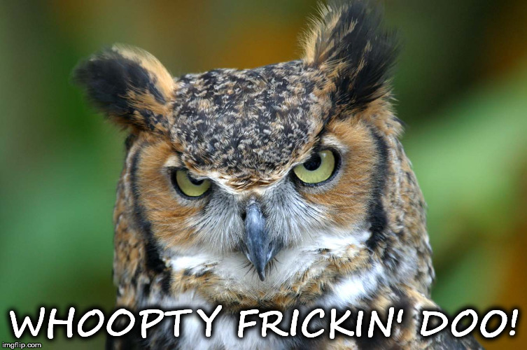 WHOOPTY FRICKIN' DOO! | image tagged in owl | made w/ Imgflip meme maker