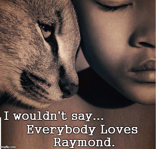 Things Cats Think Right Before Napping | I wouldn't say... Everybody Loves Raymond. | image tagged in vince vance,cat memes,cats,pretty girl sleeping,cat thinking | made w/ Imgflip meme maker