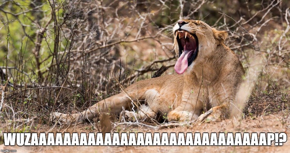 Wuzaaaaaaaaaaaaaaaaaaaap!? | WUZAAAAAAAAAAAAAAAAAAAAAAAAAAAAAP!? | image tagged in lion | made w/ Imgflip meme maker
