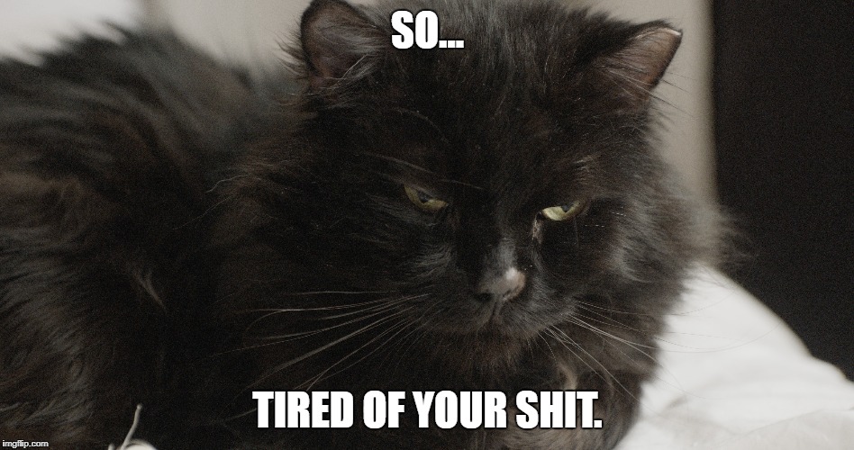 So Tired... | SO... TIRED OF YOUR SHIT. | image tagged in cat,grumpy | made w/ Imgflip meme maker