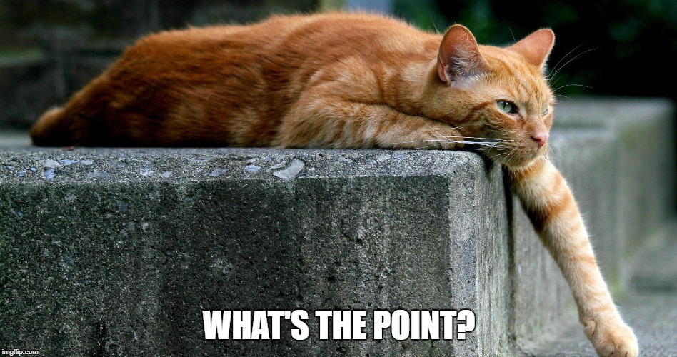 Bored cat. What's the point. | WHAT'S THE POINT? | image tagged in bored,cat | made w/ Imgflip meme maker