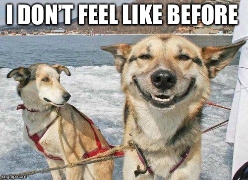Happy dog face | I DON’T FEEL LIKE BEFORE | image tagged in happy dog face | made w/ Imgflip meme maker