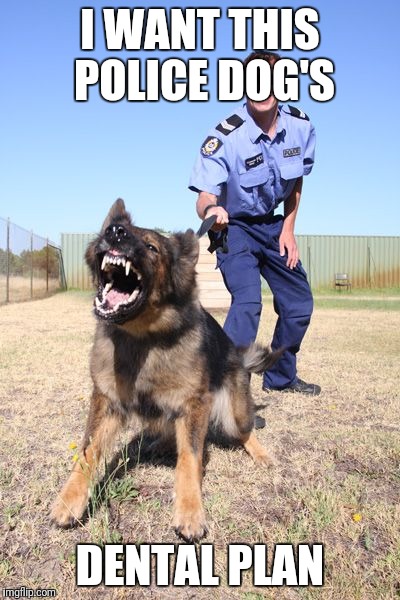 First world problems  | I WANT THIS POLICE DOG'S; DENTAL PLAN | image tagged in teeth,dog,dentist,first world problems,meme | made w/ Imgflip meme maker