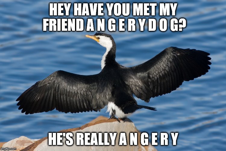 Duckguin | HEY HAVE YOU MET MY FRIEND A N G E R Y D O G? HE'S REALLY A N G E R Y | image tagged in duckguin | made w/ Imgflip meme maker