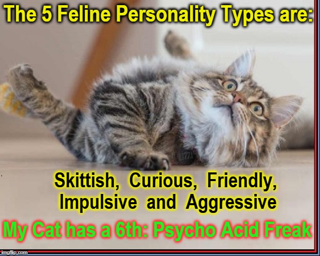 My Cat Freak-a-Zoid | The 5 Feline Personality Types are:; Skittish,  Curious,  Friendly, Impulsive  and
 Aggressive; My Cat has a 6th: Psycho Acid Freak | image tagged in crazy cat,vince vance,cats,cat memes,cat personalities,scientific study | made w/ Imgflip meme maker