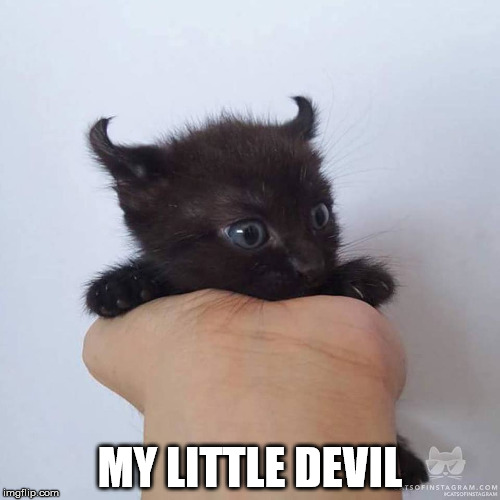 Aww, look how adorable! | MY LITTLE DEVIL | image tagged in devil kitten,cute kittens,clifton shepherd cliffshep,awesome | made w/ Imgflip meme maker