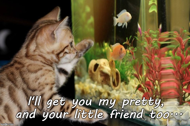I'll get you... | I'll get you my pretty, and your little friend too... | image tagged in pretty,little friend,get,too | made w/ Imgflip meme maker