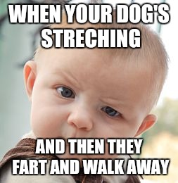 Skeptical Baby | WHEN YOUR DOG'S STRECHING; AND THEN THEY FART AND WALK AWAY | image tagged in memes,skeptical baby | made w/ Imgflip meme maker