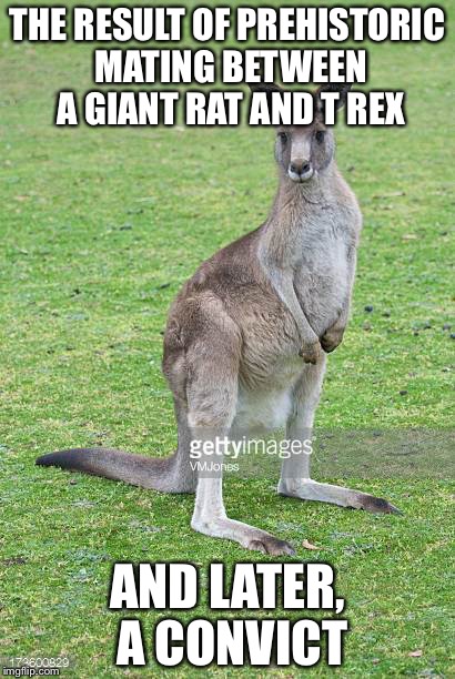 Kangaroo | THE RESULT OF PREHISTORIC MATING BETWEEN A GIANT RAT AND T REX; AND LATER, A CONVICT | image tagged in kangaroo | made w/ Imgflip meme maker