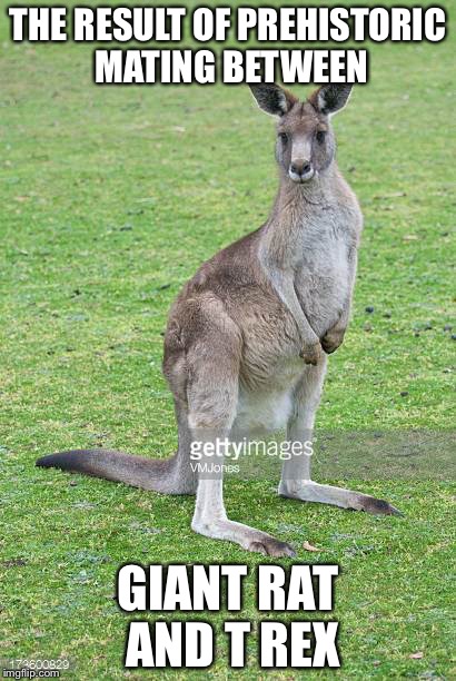 Kangaroo | THE RESULT OF PREHISTORIC MATING BETWEEN; GIANT RAT AND T REX | image tagged in kangaroo | made w/ Imgflip meme maker