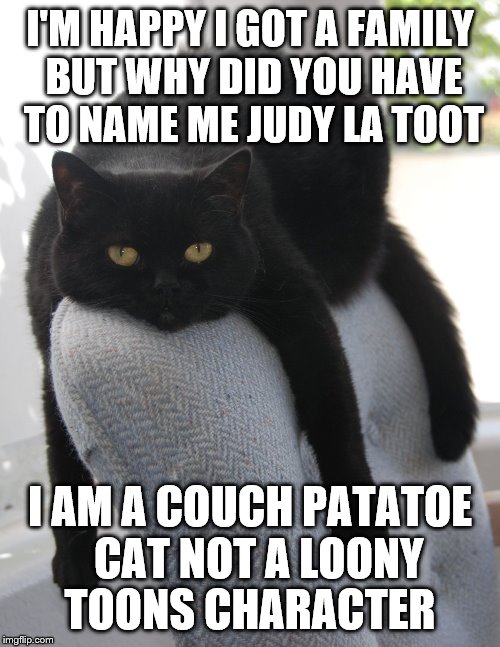Black Cat Draped on Chair | I'M HAPPY I GOT A FAMILY BUT WHY DID YOU HAVE TO NAME ME JUDY LA TOOT; I AM A COUCH PATATOE  CAT NOT A LOONY TOONS CHARACTER | image tagged in black cat draped on chair | made w/ Imgflip meme maker