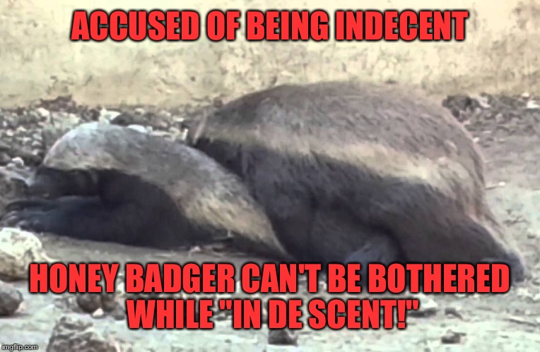 ACCUSED OF BEING INDECENT HONEY BADGER CAN'T BE BOTHERED WHILE "IN DE SCENT!" | made w/ Imgflip meme maker