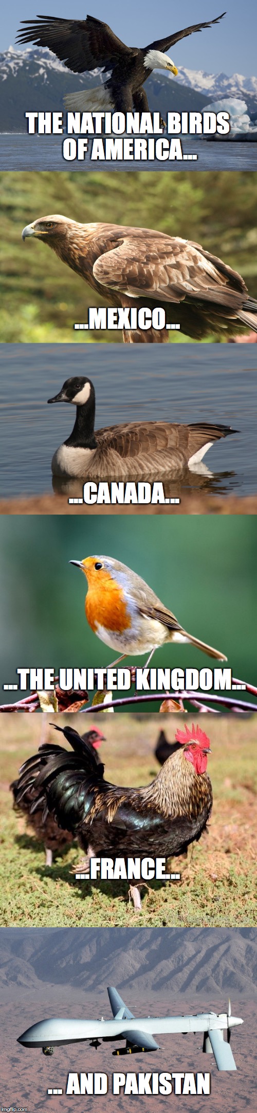be sure to read till the end! | THE NATIONAL BIRDS OF AMERICA... ...MEXICO... ...CANADA... ...THE UNITED KINGDOM... ...FRANCE... ... AND PAKISTAN | image tagged in angry birds,drones,war on terror,donald trump,obama,memes | made w/ Imgflip meme maker